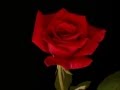 ФУТАЖ Красная Роза Распускается скачать бесплатно