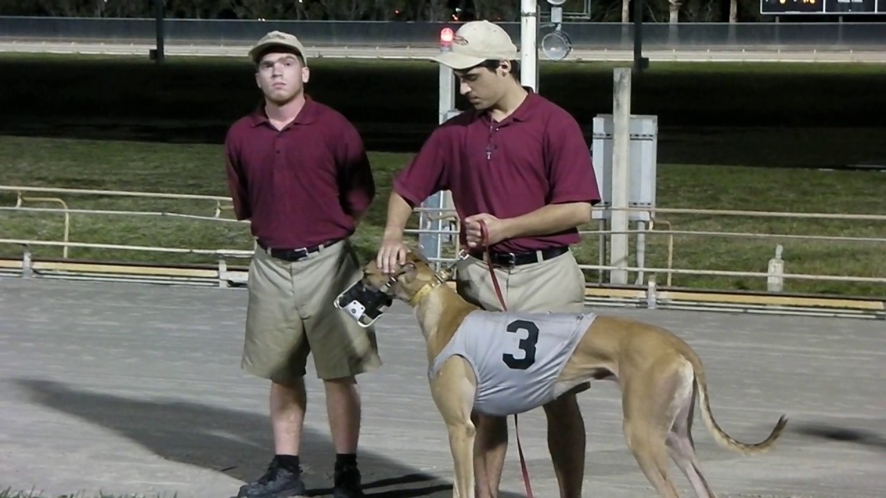 2017 Daytona Beach Kennel Club 2,500 Gilded Sherry Memorial Stakes