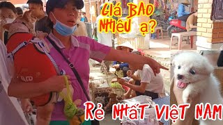 Chợ phiên chó cảnh giá rẻ nhất tại Việt Nam.