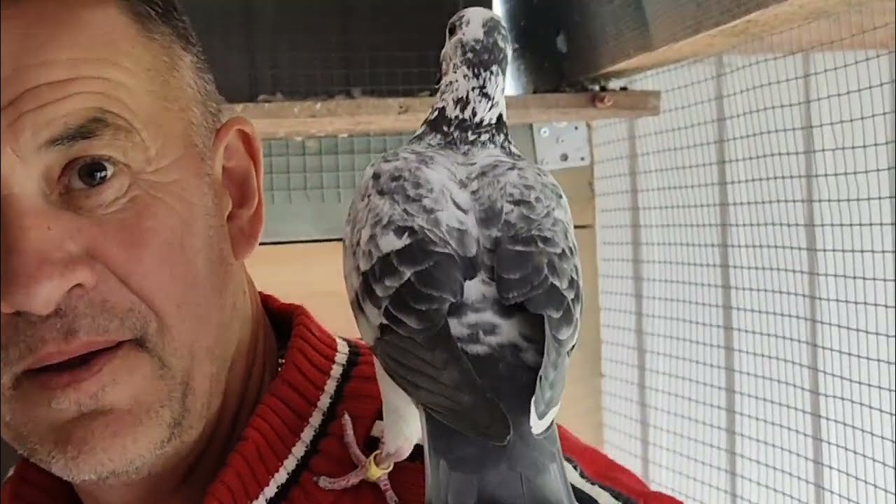 Wizyta u Tokarczyka! Blizzard King Kittel, Van Gaver, Rico – tak się wzmacnia rozpłód!