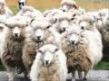 اهداء الى غبي منه فيه ترنيمة انا الخروف الضال اهداء الى غبي منه فيه ترنيمة انا الخروف الضال