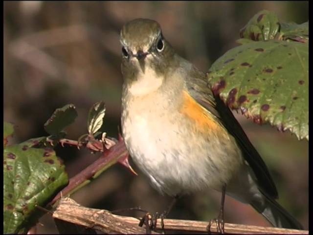 Red-flanked bluetail (Tarsiger cyanurus) - JungleDragon