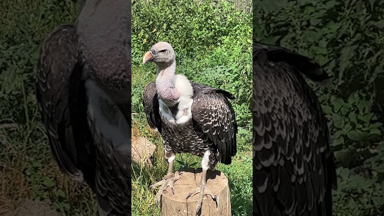 はげ鷹 Amazon | 福農産業 鳥追い カイト 鷹 | 防鳥・防獣ネット