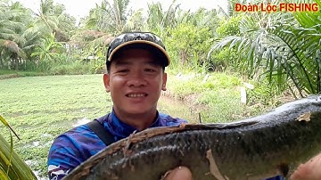 Câu Cá Lóc Ao Rau Nhút Lên Cá Mập Ú Ù