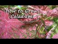 Caladium care  plantinggrowingstoring bulbs