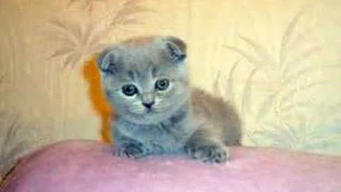 Video 2516481: scottish fold kitten, fold cat