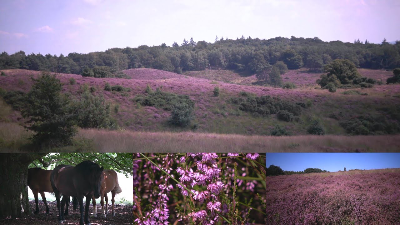 Prachtige Heide bloeit Posbank bij Rheden 2021 editie Nationaal Park Veluwezoom