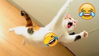 😻😅 Funniest Dogs and Cats 🤣😻 Funniest Animals 2024 # 13