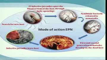 Mod-04 Lec-19 Biological Control - Microbes: Entomopathogenic Nematodes