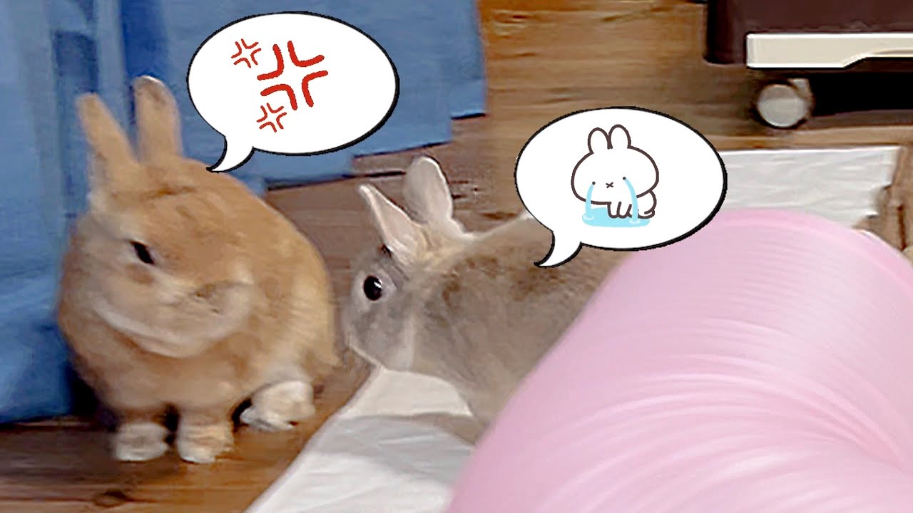 A cruel and tragic ending for a two-year-old rabbit who lied to