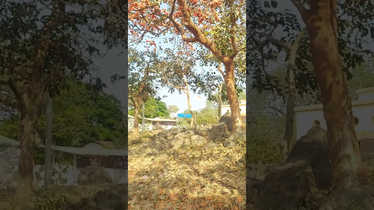 state flower of jharkhand