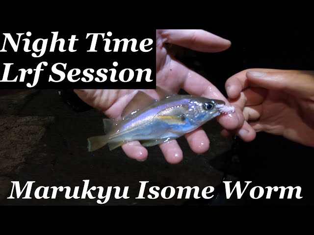 Night lrf fishing with Marukyu Isome Worm 