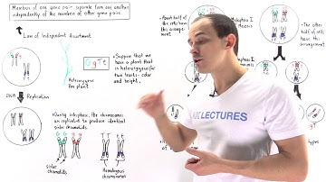 Law of Independent Assortment