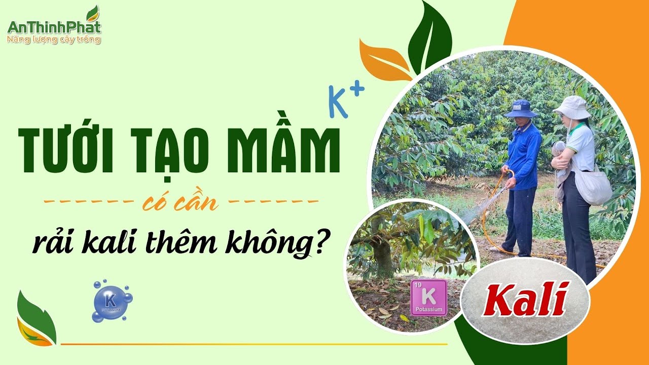 Tưới Tạo Mầm Có Cần Rải Kali Thêm Không | An Thịnh Phát