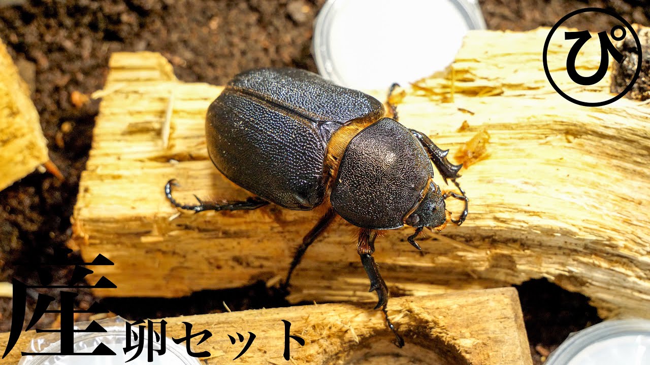 サタンオオカブトの産卵セットを組みました！