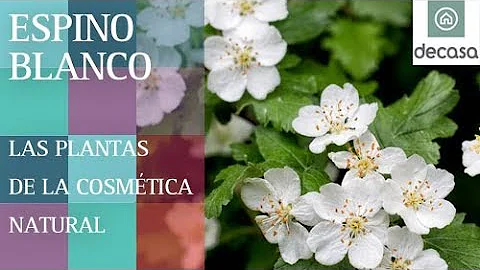 Cules son las propiedades del Espino blanco? | LAS...