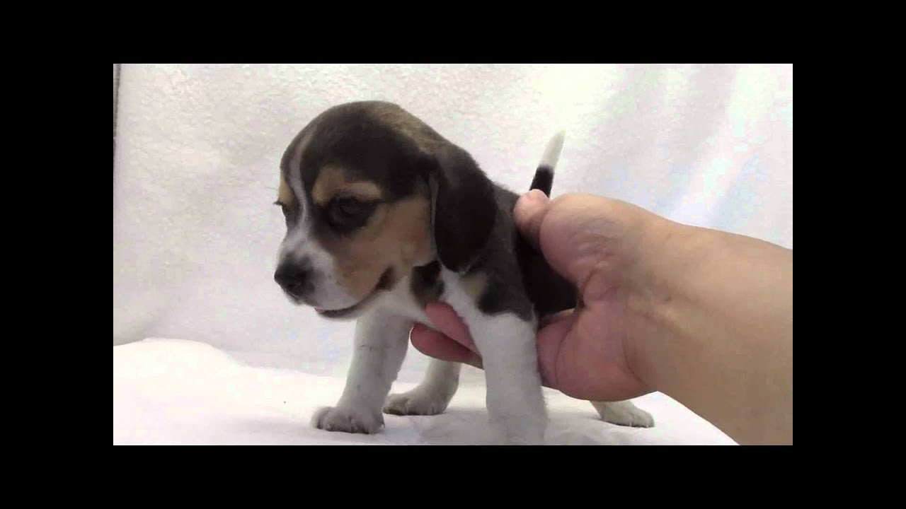 ビーグルの子犬