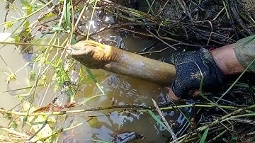 Câu lươn như này bảo sao không nghiện tập 89 Eels like this said why not addicted