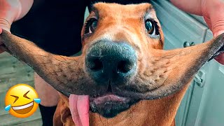 Funniest Animals 2022 🤣 - Cute Dogs 🐶 And Cats 😺 Videos by Funny Animals' Life 39,898 views 1 year ago 11 minutes, 41 seconds