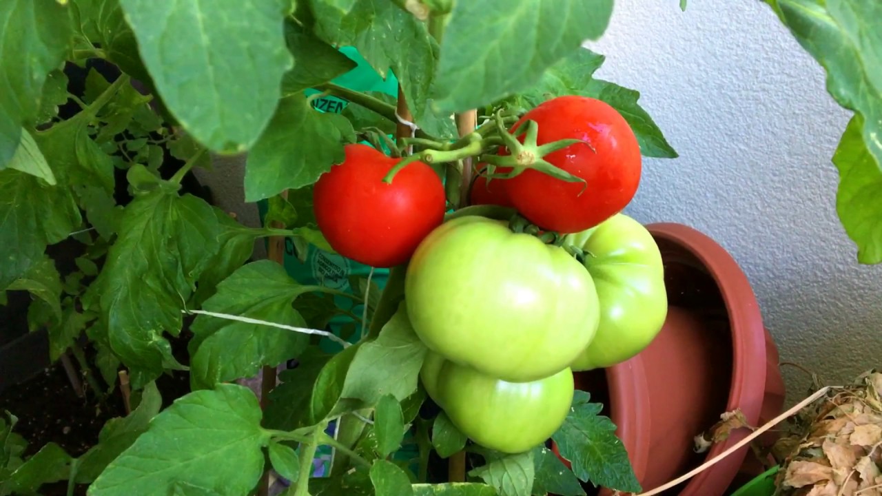 Grüne Tomaten Grüne Tomaten