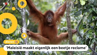 Land geeft orangoetan als je palmolie van ze koopt