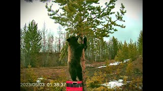 МЕДВЕДЬ ПРИШЁЛ! ПРОВЕРКА ПРИВАД. Добыли глухаря неожиданно! Живём в таёжной избе.