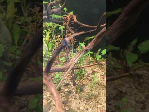 twig catfish (Farlowella acus)