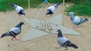 Best Quick Bird Trap Using Vital Cardboard And Bamboo - How To Make Bird Trap