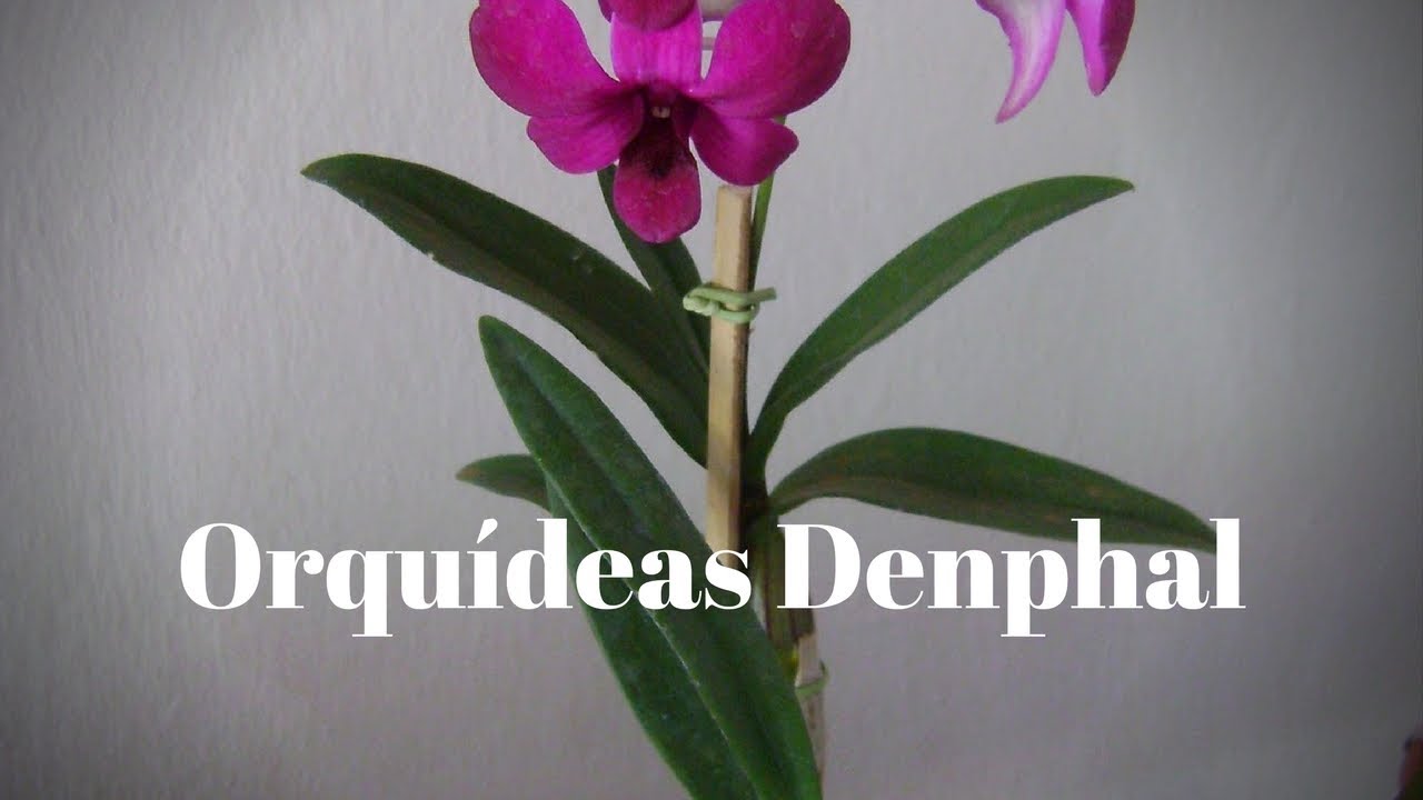 Como cuidar de orquídeas Denphal. - thptnganamst.edu.vn