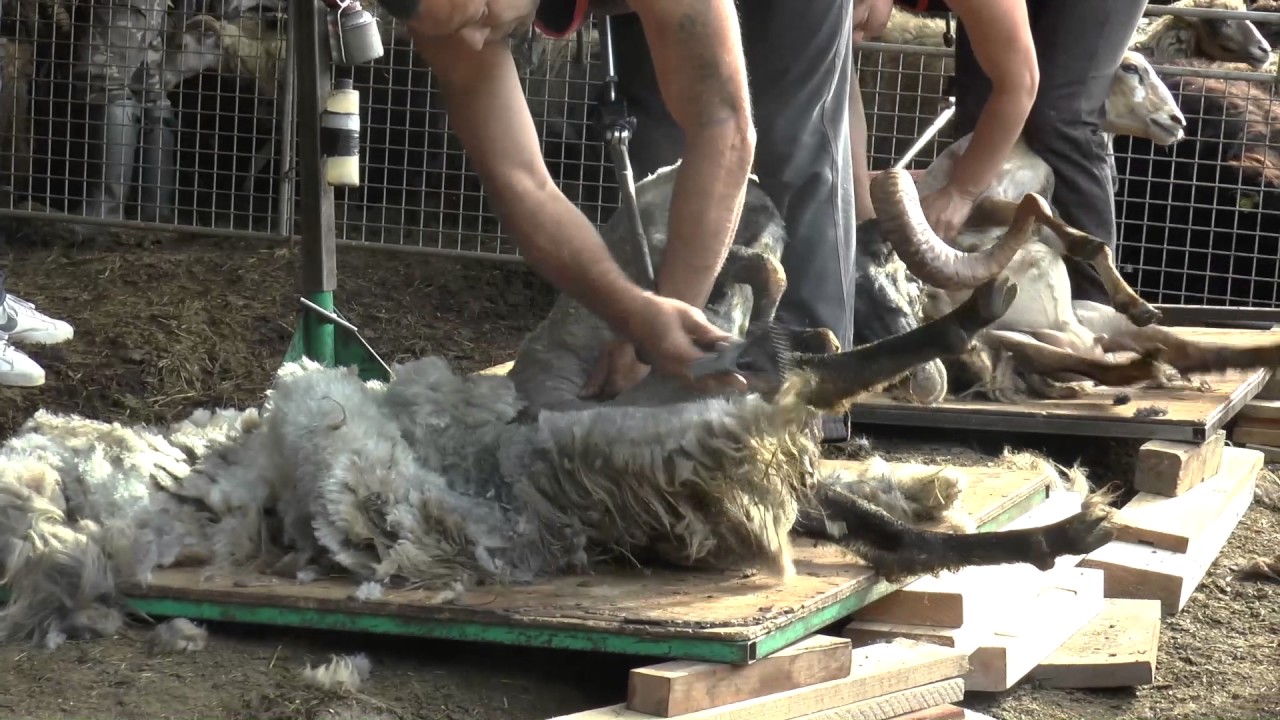 Tonte des moutons en Corse