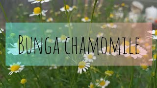 Chamomile berbunga