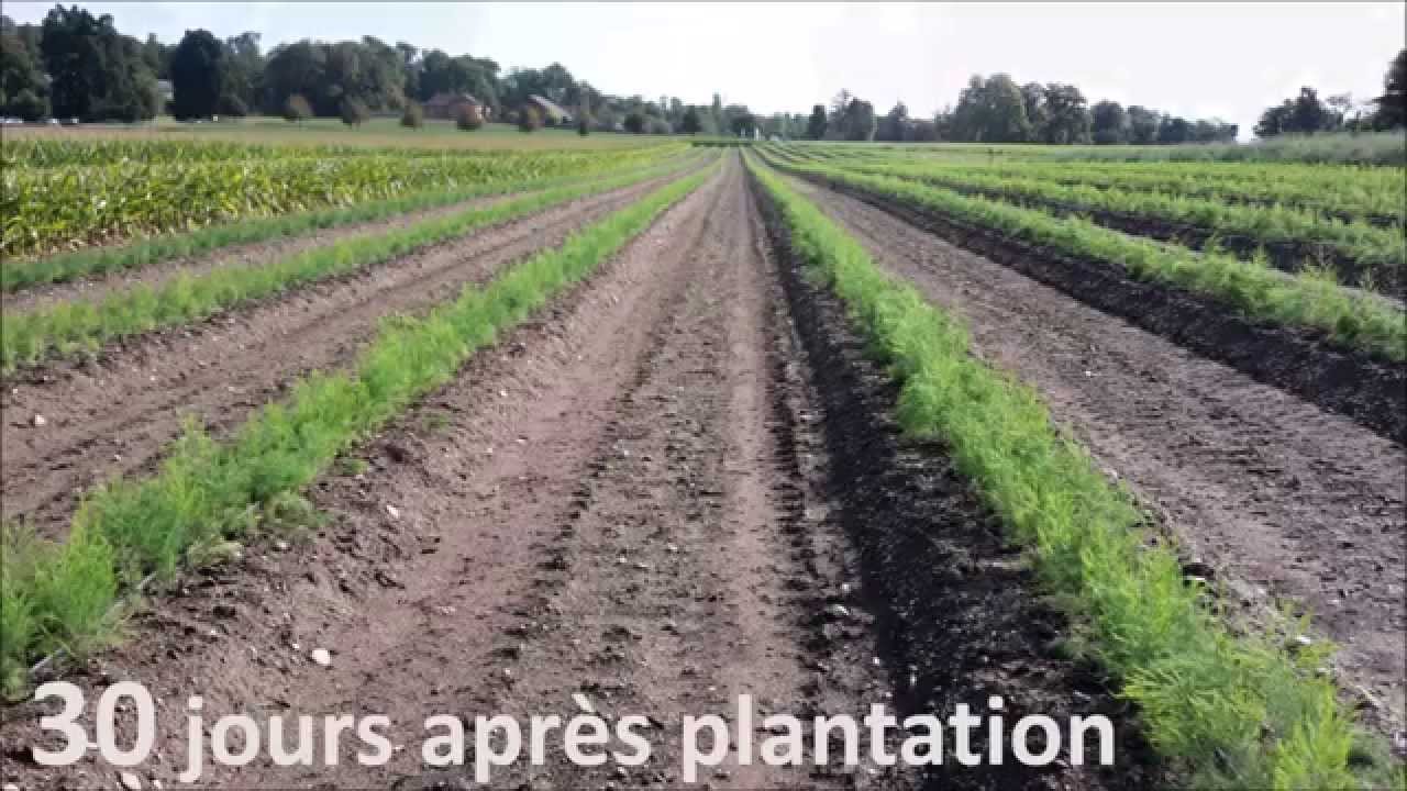 PLANTS D'ASPERGE EN MOTTE. Plantation manuel. Plantara Pépinière