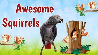 Einstein Awesome Squirrel Adventure! by Einstein Parrot 15,921 views 13 days ago 3 minutes, 29 seconds