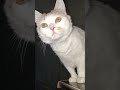 #хавал #навали #shorts #гудков #кринж #поперечный #кукушкин #brb #dance #cat #cats #alcohol