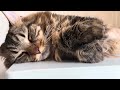 #морда#милота