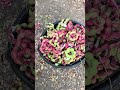 وين اللي يدور الصبار الهندي البحريني والتواصل على الرقم الموجود على الاعلان ٣٦٦٢٣٩٣٠ 