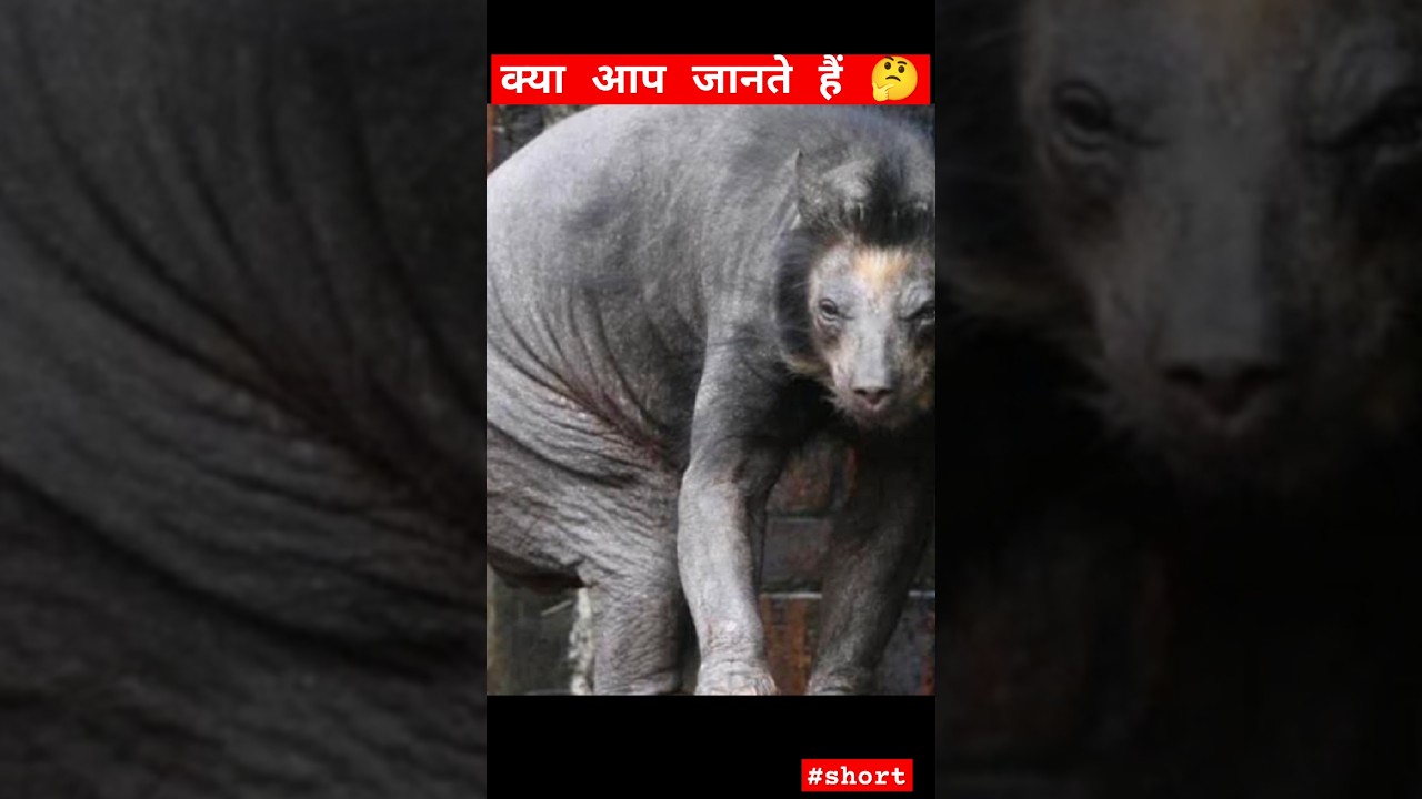 Animals hide facts🤔❓. 