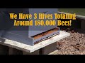 The buzz about bees
