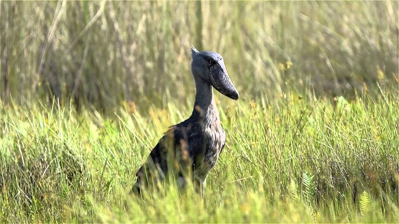 ulæselig scarp Sporvogn Ugandas fugle - Træskonæb Birds of Uganda: The shoebill - YouTube