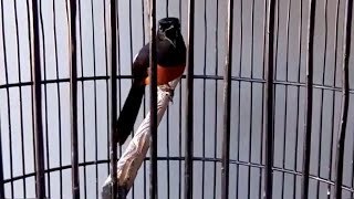 BIKIN MURAI BATU Ngeplong Dan Bongkar Isian Cililin,Kapas Tembak