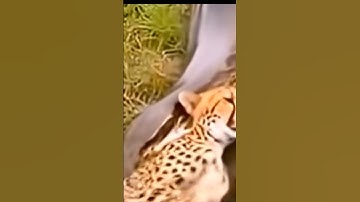 CHEETAH VS PYTHON:l SHOCK RIVERSIDE AMBUSH !”