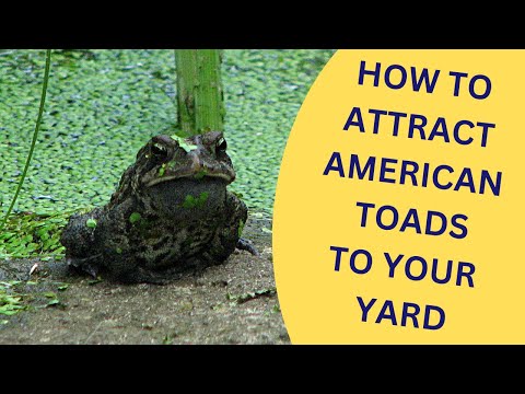Vídeo: Toads in the garden - como atrair sapos - jardinagem know how