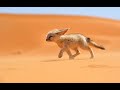 Les fennec mission par les enfants  animauxnature petit expos scolaire