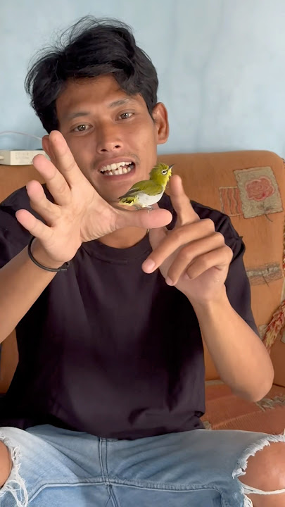 Sitobrut, my beloved pleci, has gone, not according to expectations #ebiwirawan