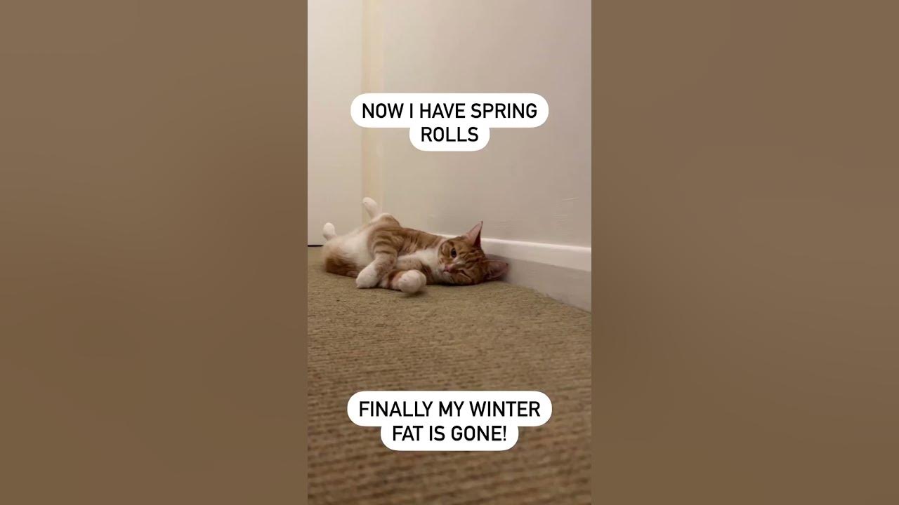 Orange Cat Vibes YouTube