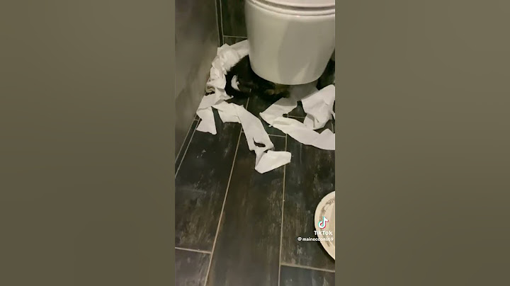 Это тот самый момент, когда ты на ночь забыл закрыть  туалет. 😂😅🤣🚽🧻