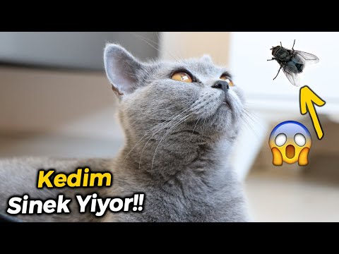 Video: Kediler Neden Böcek Yiyor? - Böcekler Kedileri Hasta Edebilir Mi?