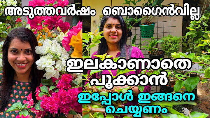 Bougainvillea Plant |