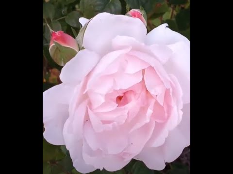 Cutting Roses for Bouquets, Garden Answer Roses, How To - YouTube