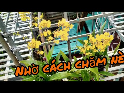 Lan rừng, cách trồng lan vũ nữ ra hoa đẹp - How to grow orchids with beautiful flowers. | Foci